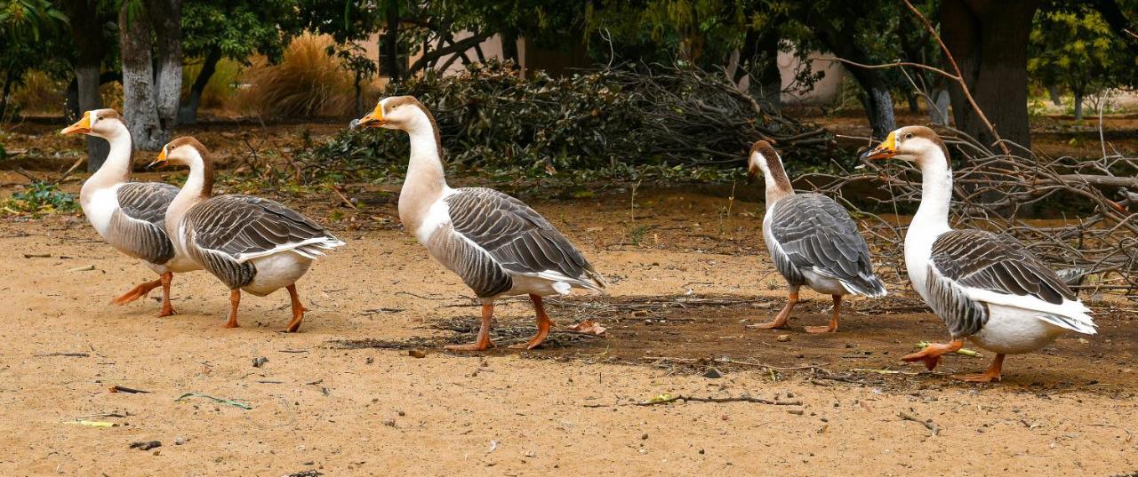 Pushkar Resort Dış mekan fotoğraf
