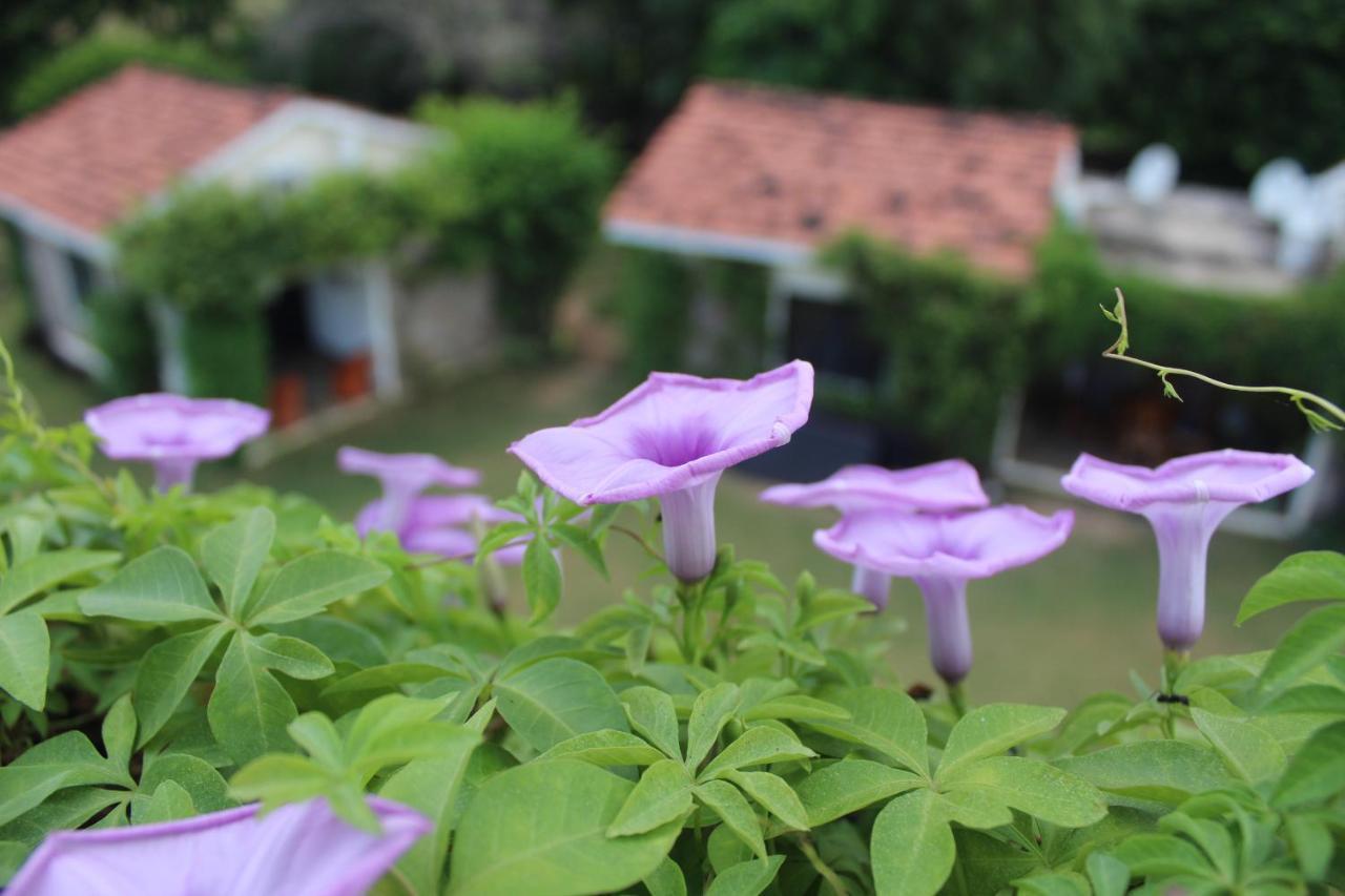 Pushkar Resort Dış mekan fotoğraf